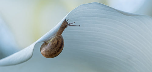 Printemps et Hélicithérapie : régénérez votre peau naturellement