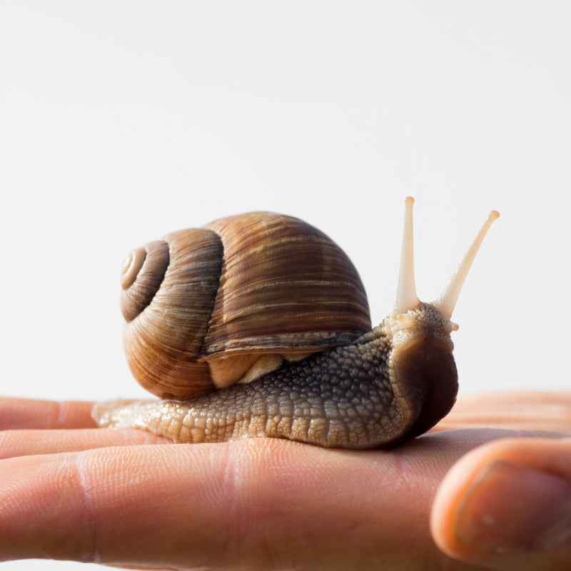 L’allantoïne, l’actine et le collagène cicatrisent