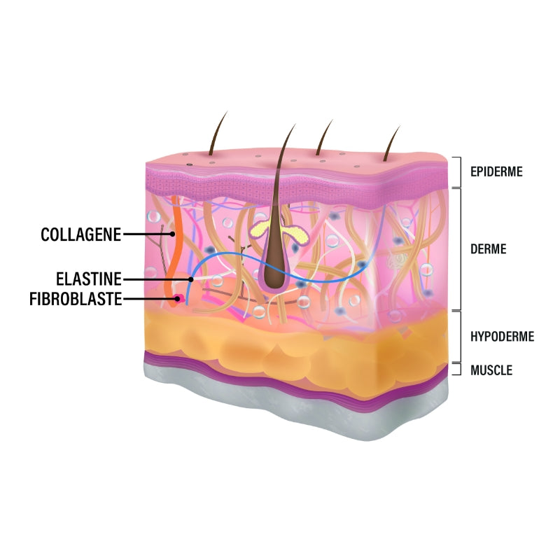 L’élastine redonne de la souplesse