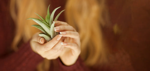 LES NOMBREUX BIENFAITS DE L'ALOE VERA