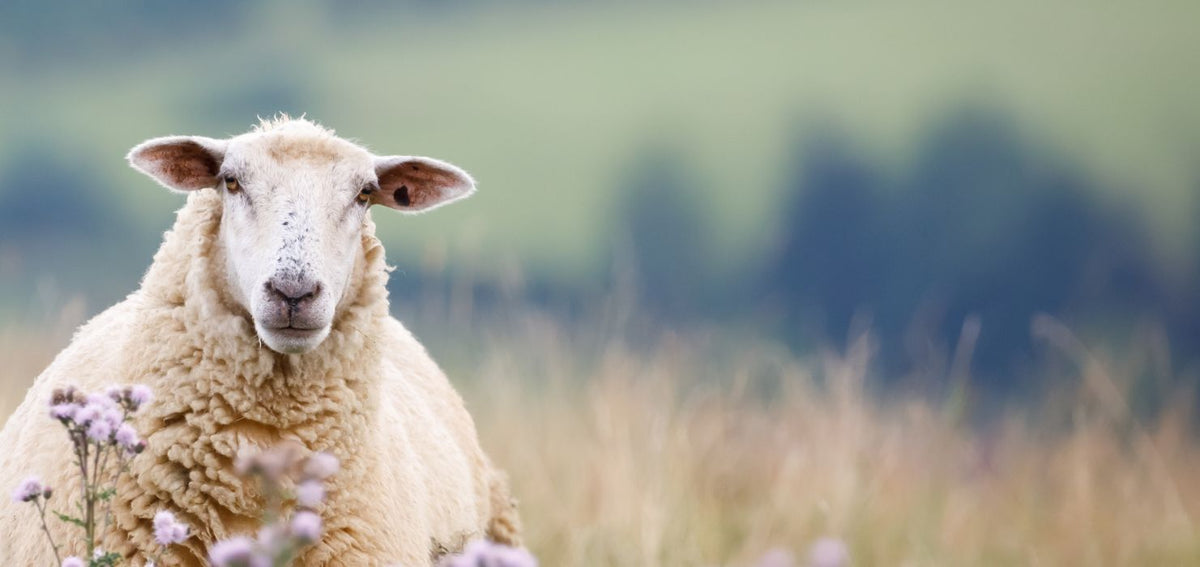 kératine de laine de mouton