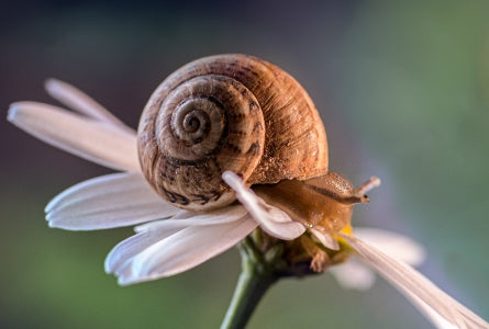 Les super pouvoirs de l'escargot