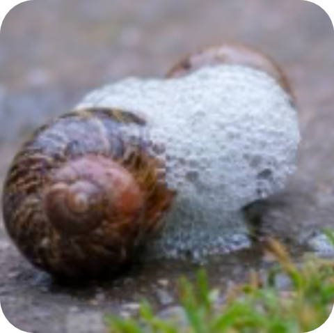 Der Stressabwehrschleim